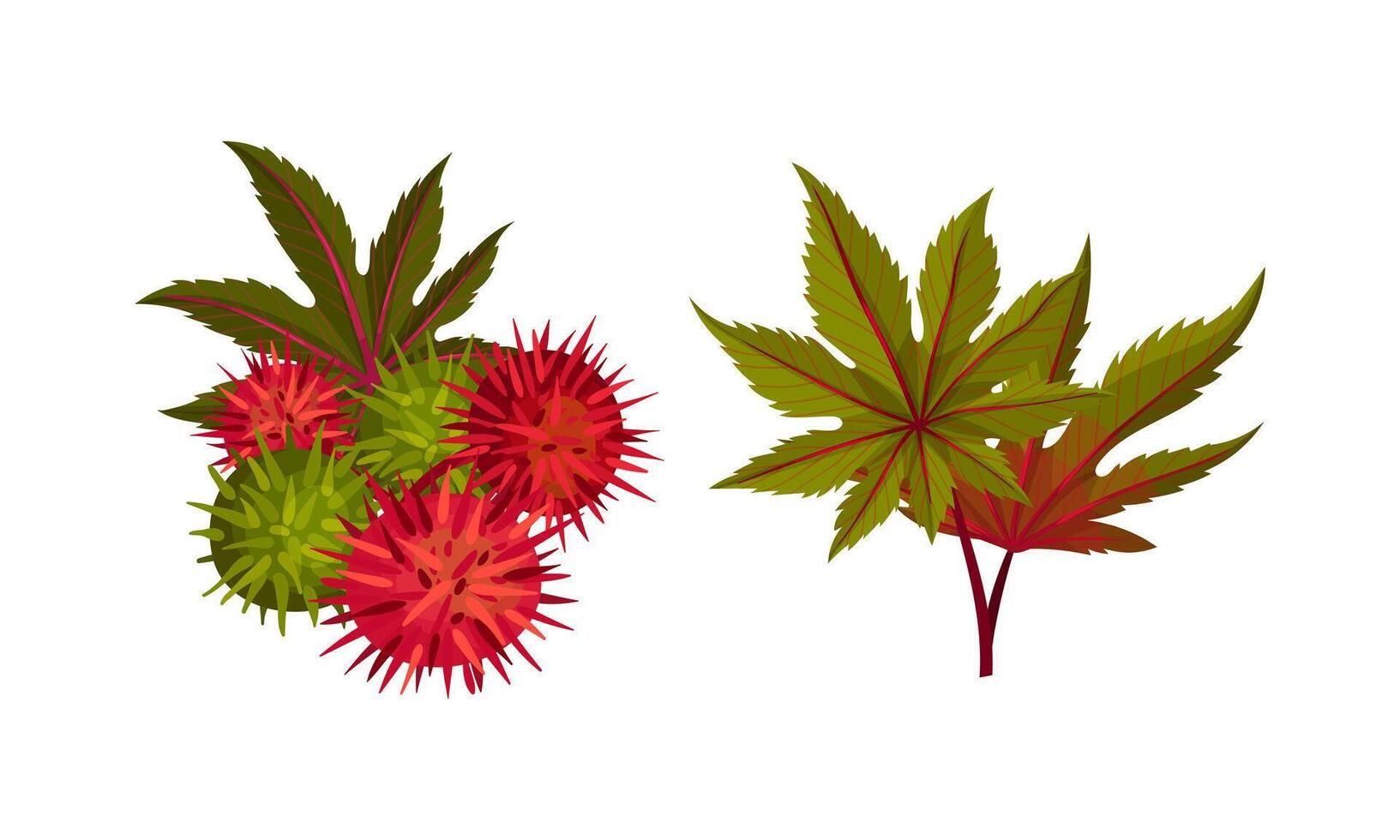 Set of rambutan berries on branch with leaves. Ripe organic tropical exotic fruit illustration vector