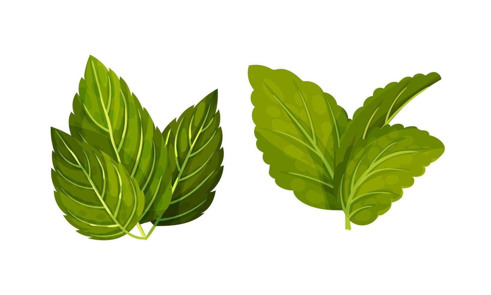 Mint green leaves set. Spearmint, peppermint fresh herb illustration vector