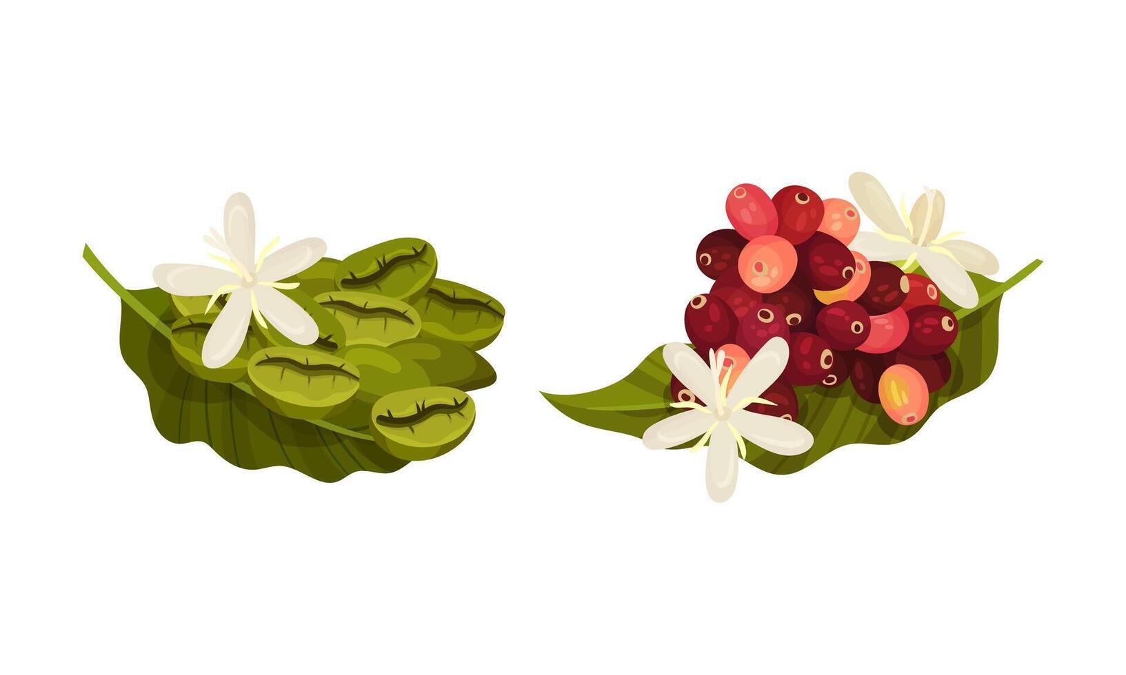 Branches of coffee plant with flowers, ripe fruits and beans set illustration vector