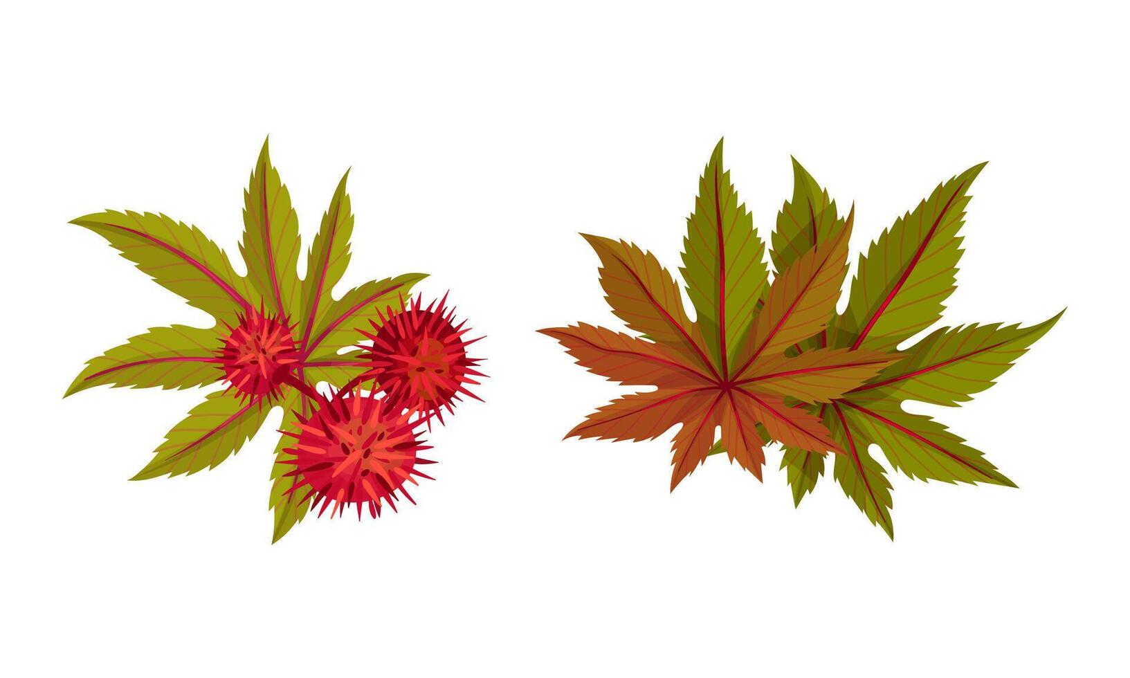 Set of rambutan berries and branches with green leaves. Organic tropical exotic fruit illustration vector