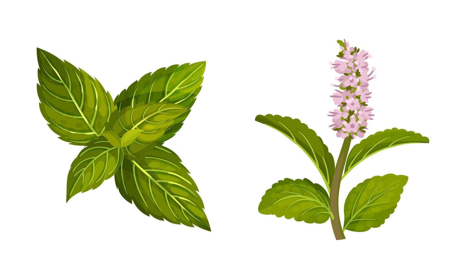 Mint twigs set. Blooming peppermint fresh herb plant illustration vector