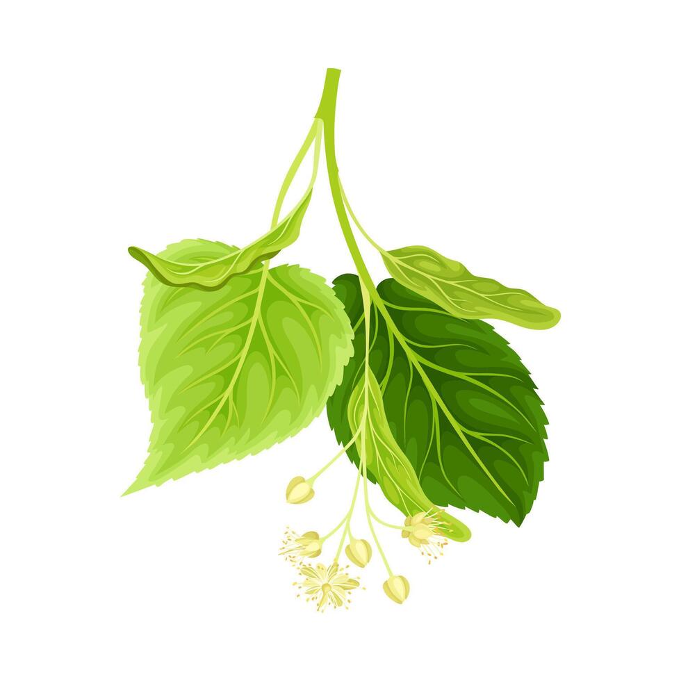 Twig of linden. Blooming Tilia Cordata tree branch illustration vector