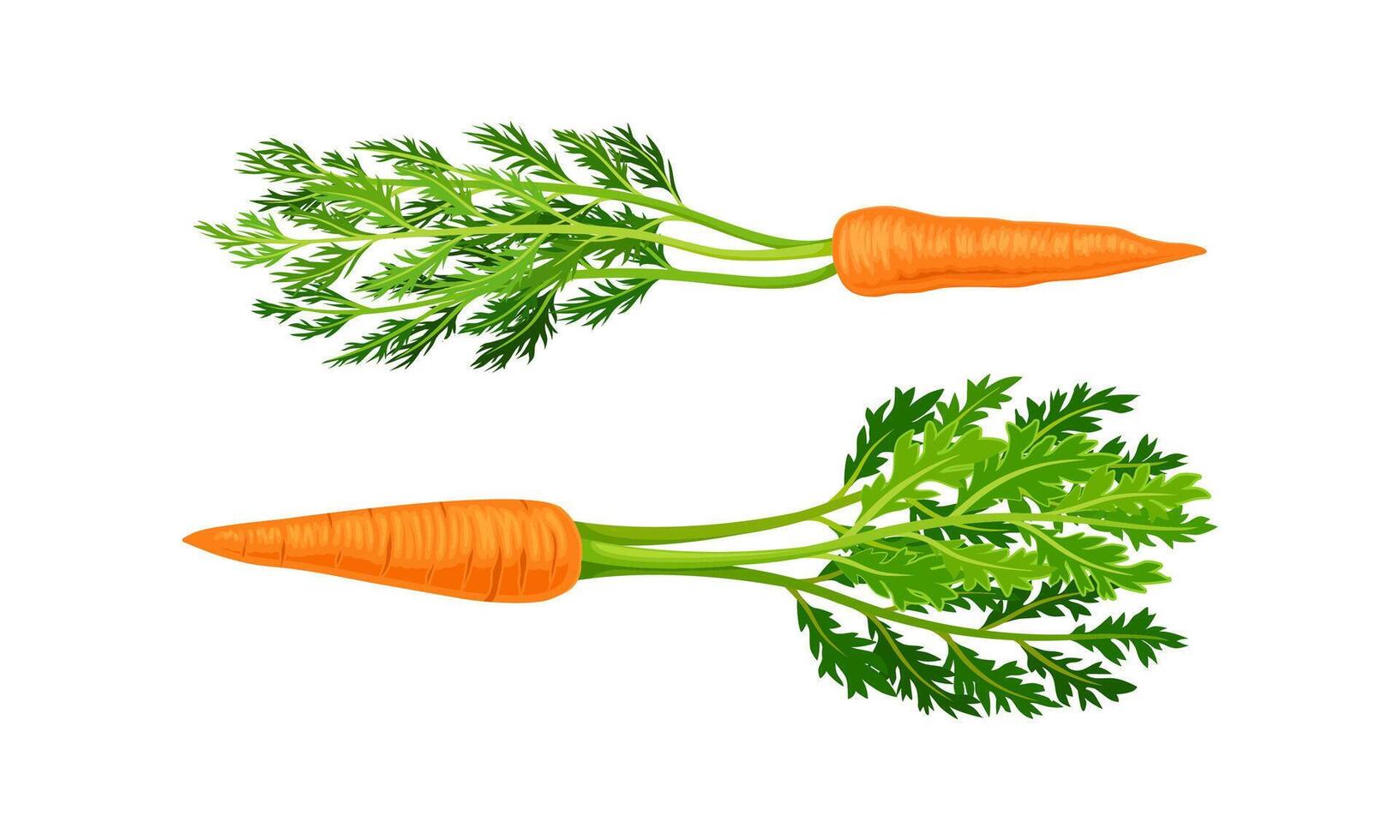 Carrot as Orange Root Vegetable with Thick Green Top Leaves Set vector