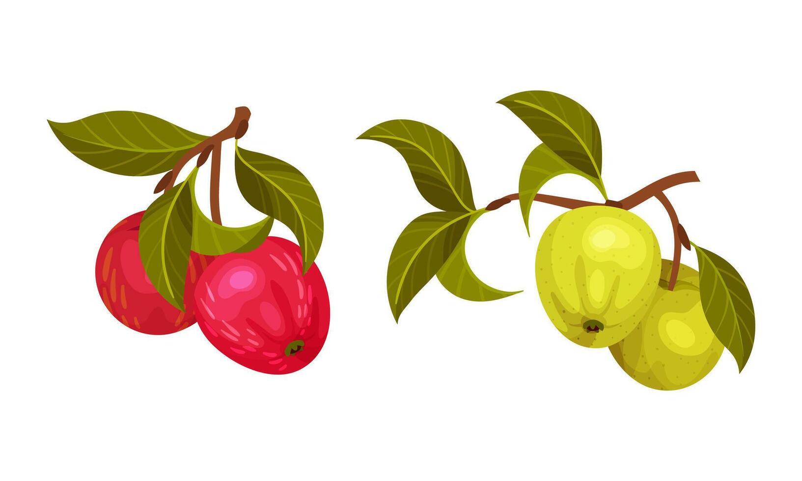 Apple tree branches set. Twigs with green leaves and ripe green and red juicy fruits illustration vector