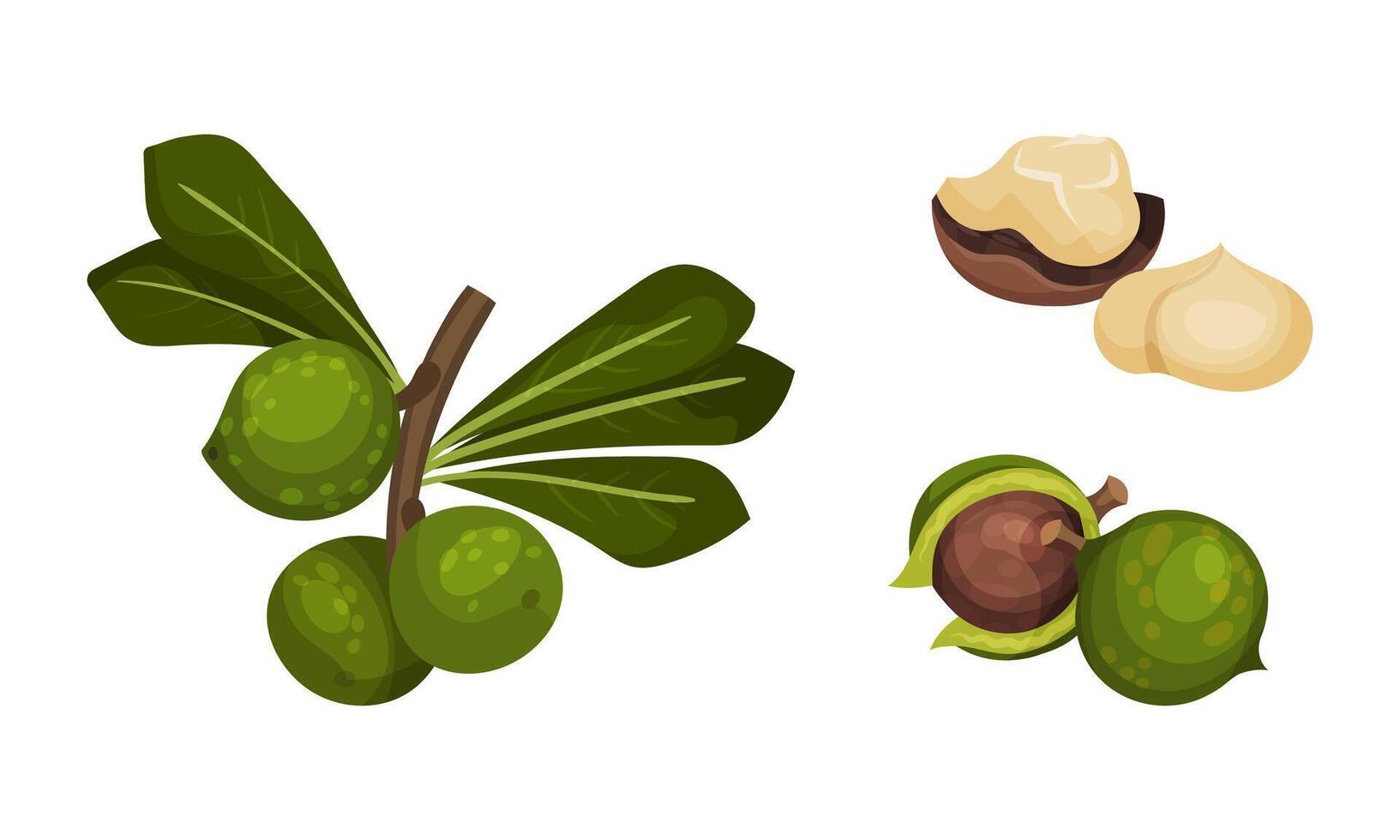 Macadamia nuts with green leaves set. Unpeeled and peeled kernels, organic natural healthy product illustration vector