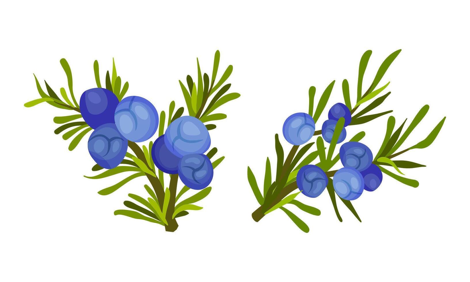 Blueberry sprigs set. Fresh ripe wild berries illustration vector