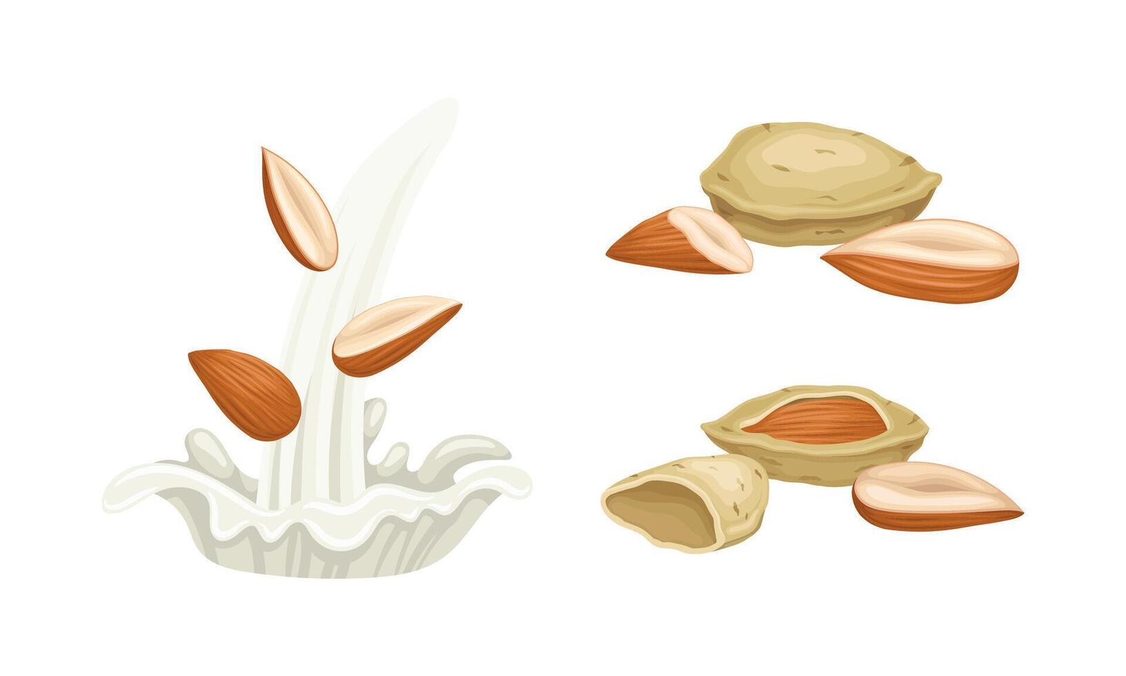 Blanched and Unshelled Almond Nut as Edible Seed and Milk Splash Set vector
