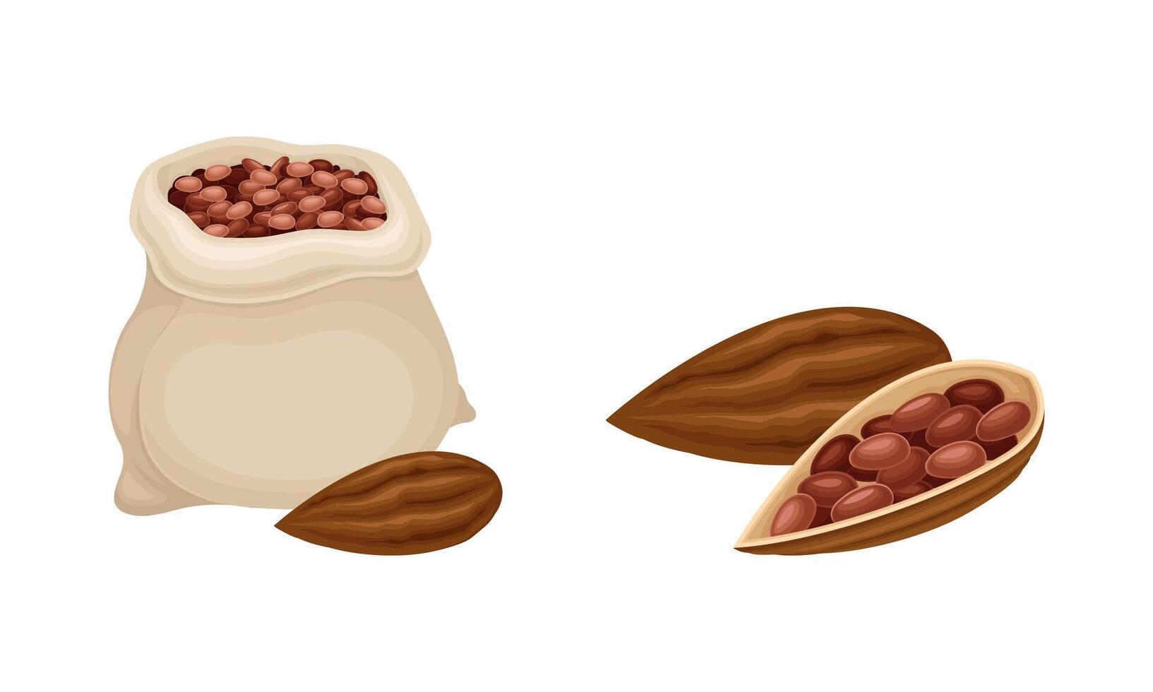 Dried cocoa beans sack and cocoa pod. Chocolate production concept illustration vector