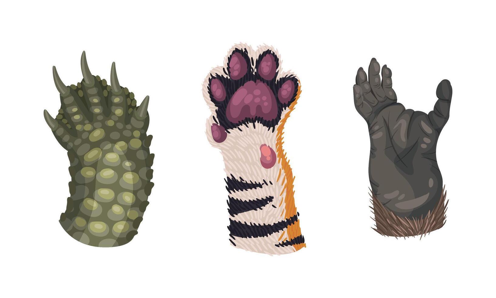 Animal Limb with Primate and Tiger Hairy Paw Set vector