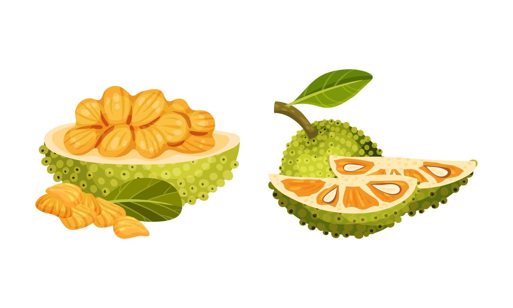 Jackfruit tropical fruit. Chopped ripe delicious exotic Indian breadfruit illustration isolated on white background vector