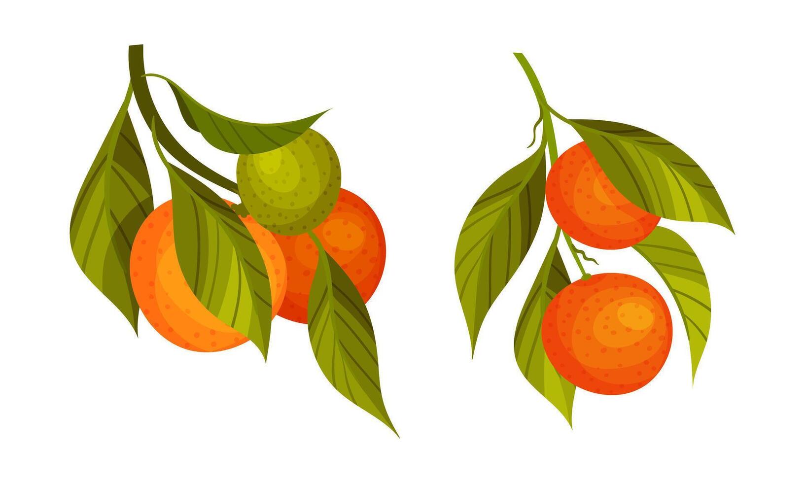 Orange and tangerine tree branches set. Twigs with green leaves and ripe juicy fruits illustration vector
