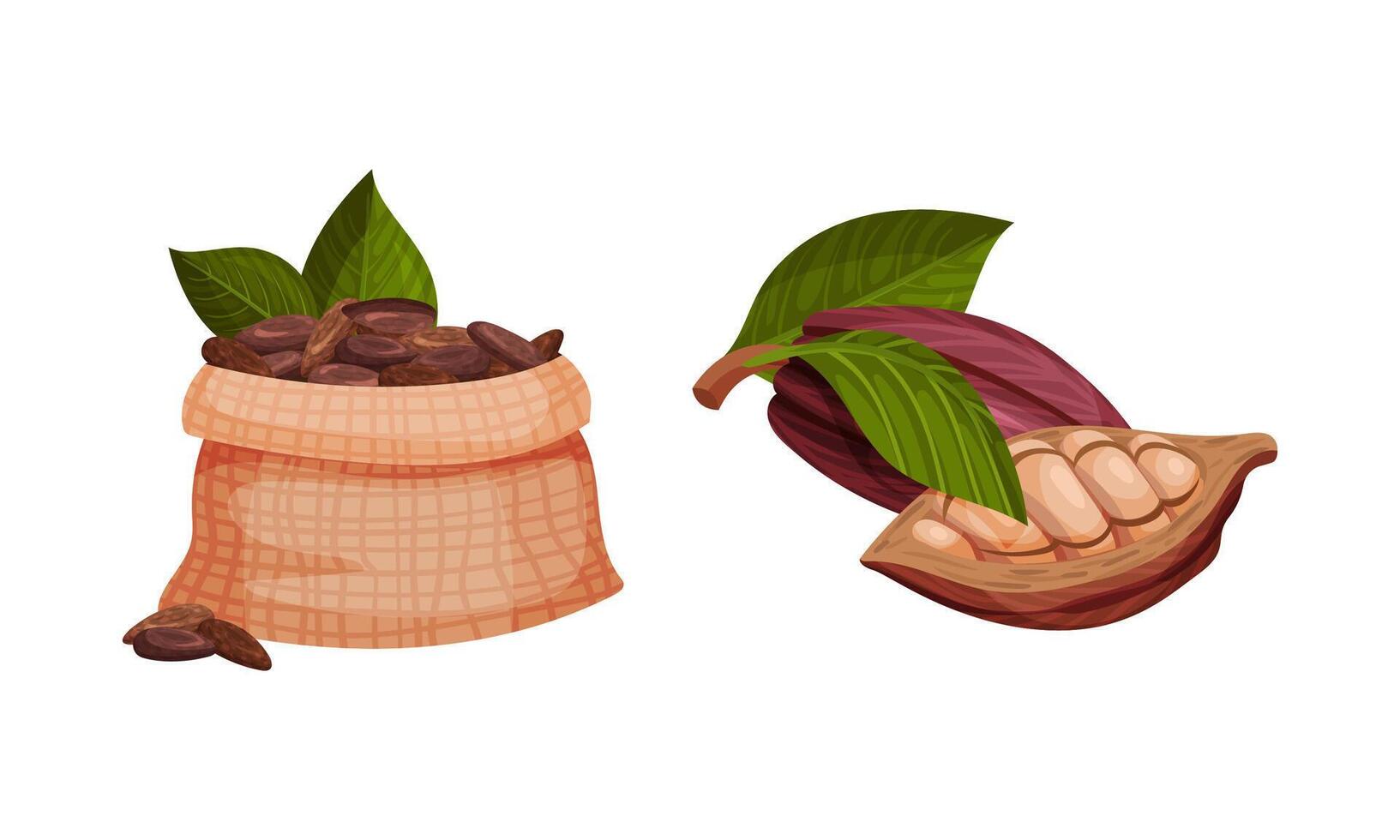 Pod of Theobroma Cacao with Cocoa Bean Inside as Aromatic Chocolate Ingredient Set vector