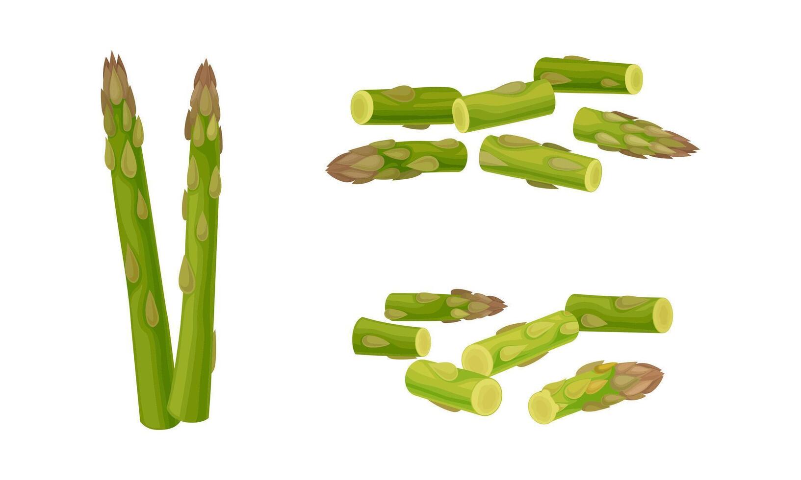 Fresh Green Cultivated Asparagus or Sparrow Grass Set vector