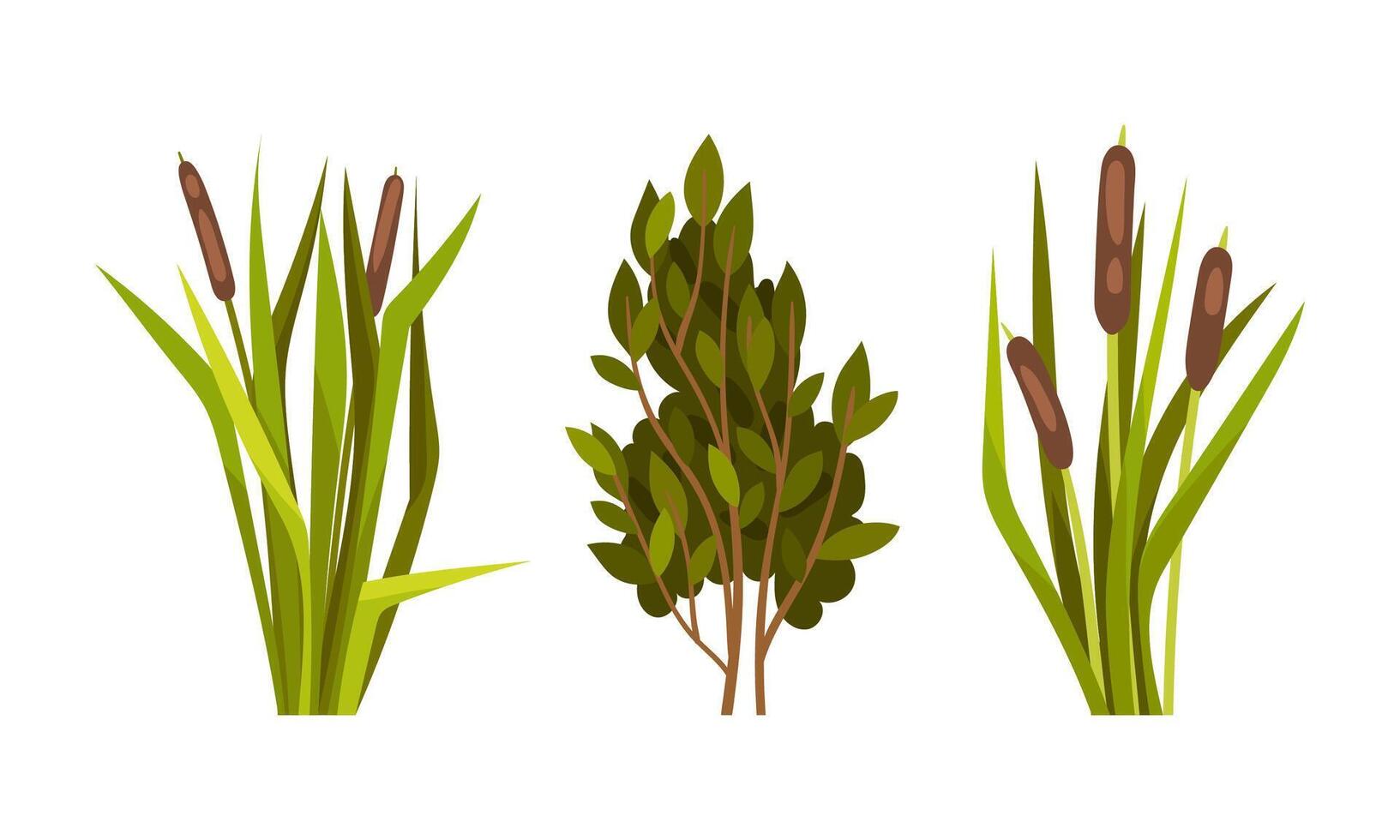 Green Reed Grass with Stalk and Leaves as Outdoor Growth Set vector