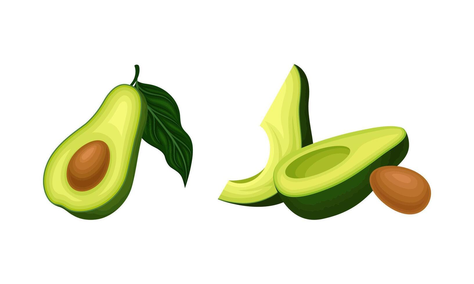 Avocado or Alligator Pear as Large Edible Berry with Seed Set vector