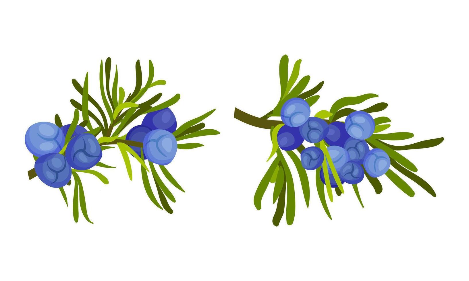 Juniper berry sprigs with leaves and blue berries set. Cosmetics and medical herbal plant illustration vector