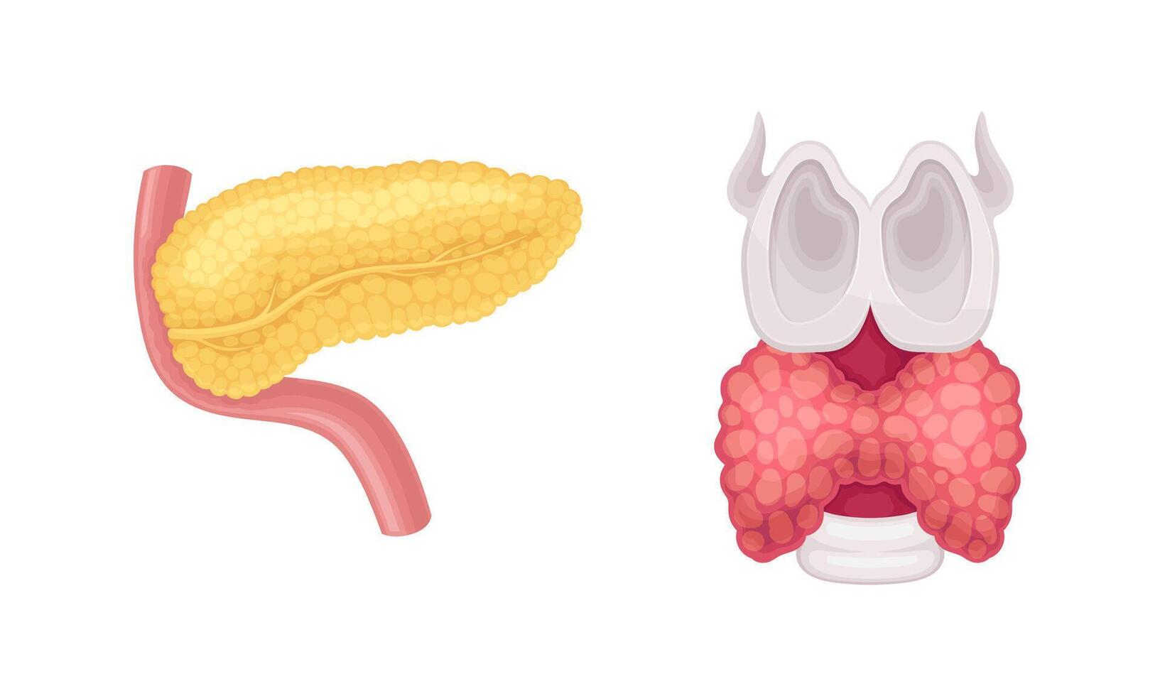 Pancreas and thyroid donor human organs set cartoon illustration vector