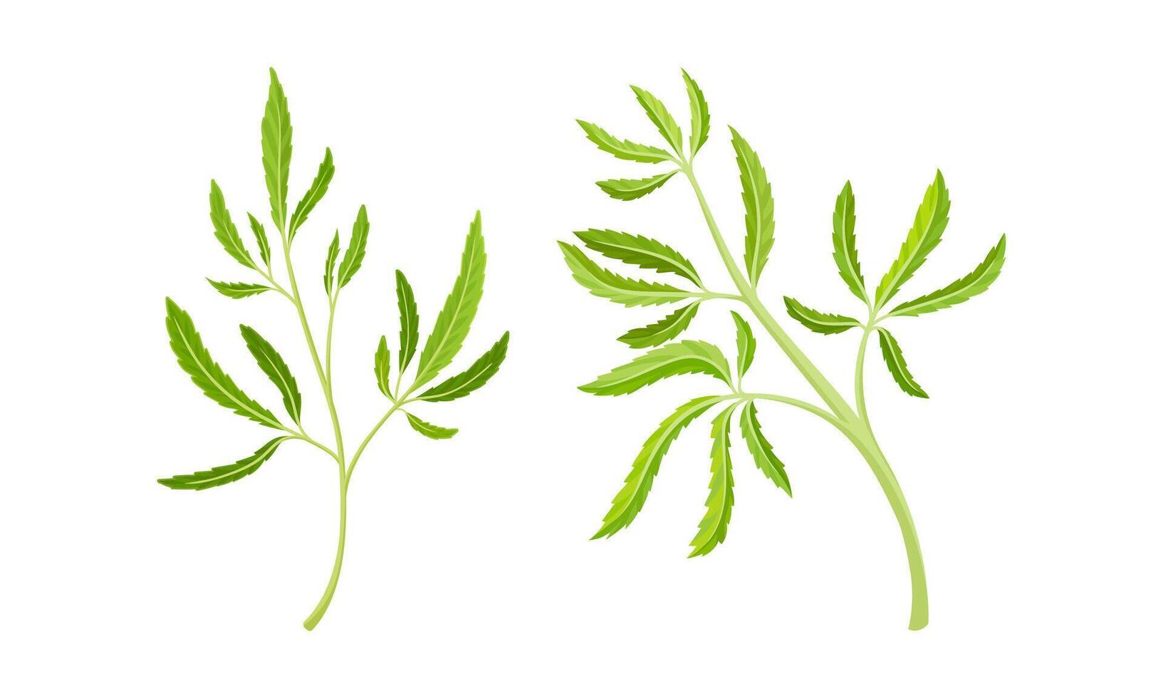 Cannabis Plant Growing with Serrate Leaflet as Cultivar for Medical Use Set vector