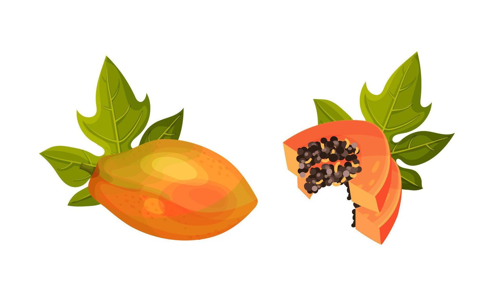 Fresh ripe whole and sliced papaya fruit illustration vector