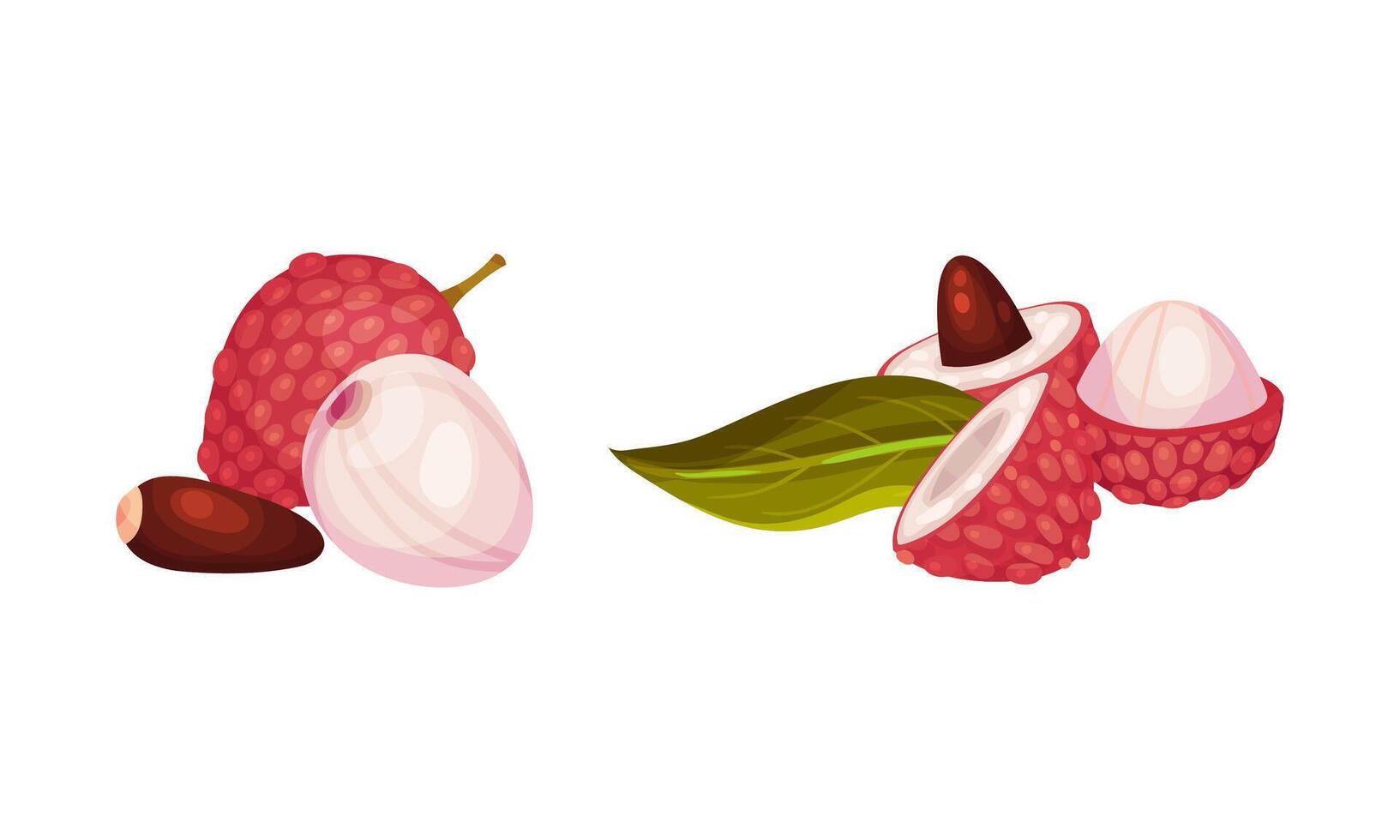 Fresh lychee exotic tropical fruit set illustration vector