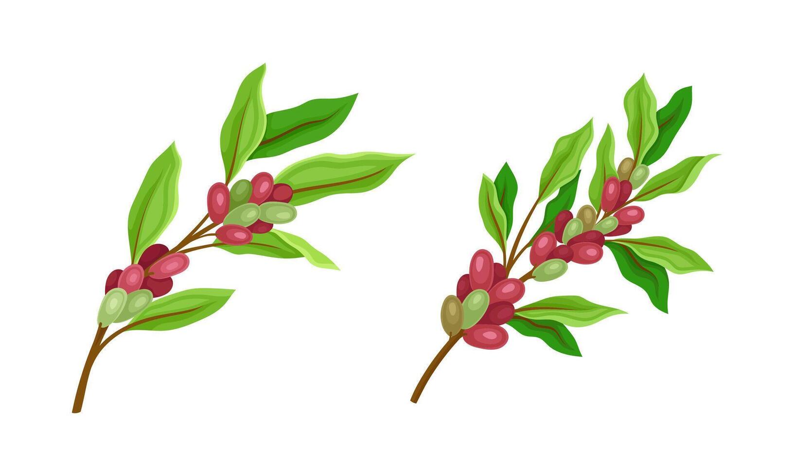 Set of coffee plants twigs with red ripe fruits illustration vector