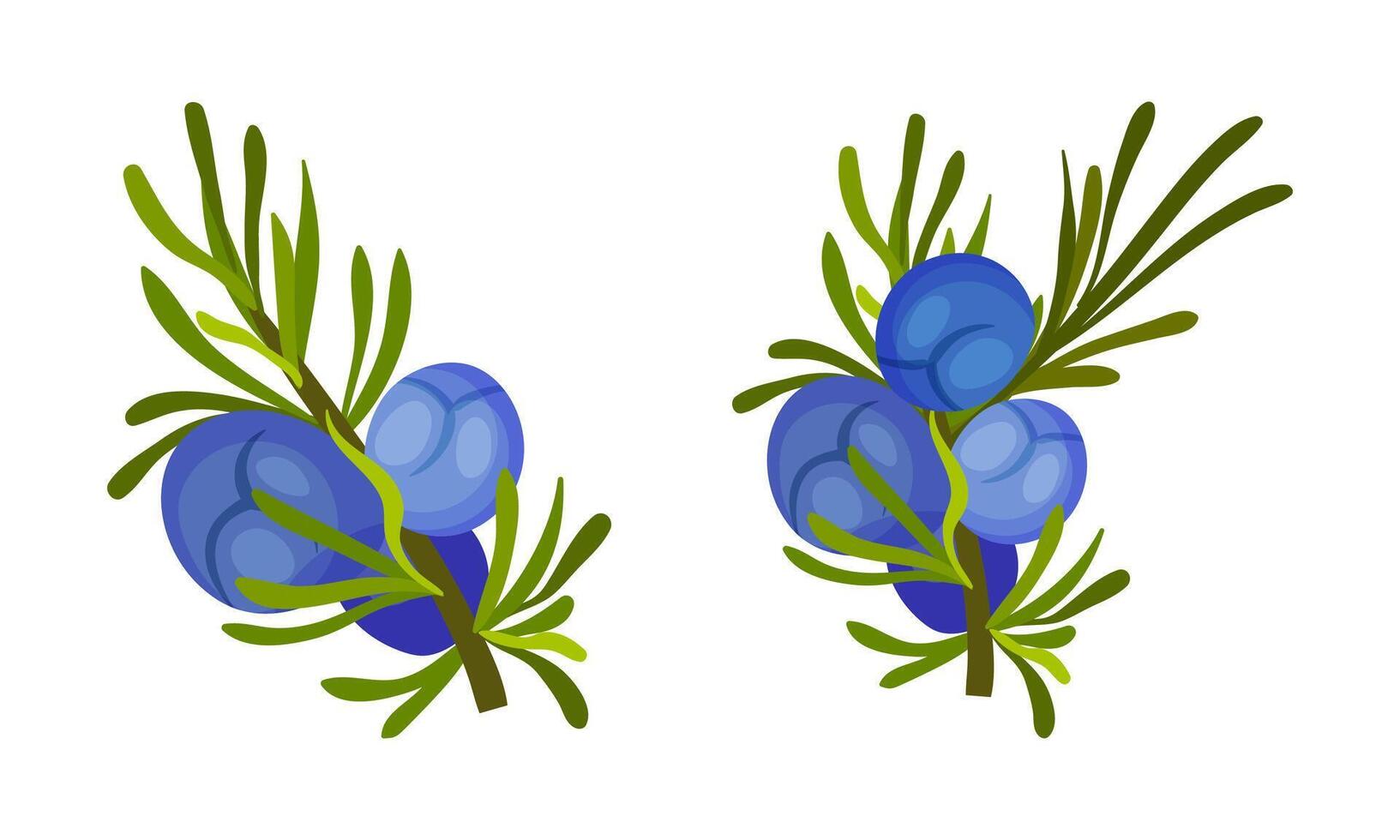 Juniper berry twigs with green leaves set. Cosmetics and medical herbal plant illustration vector