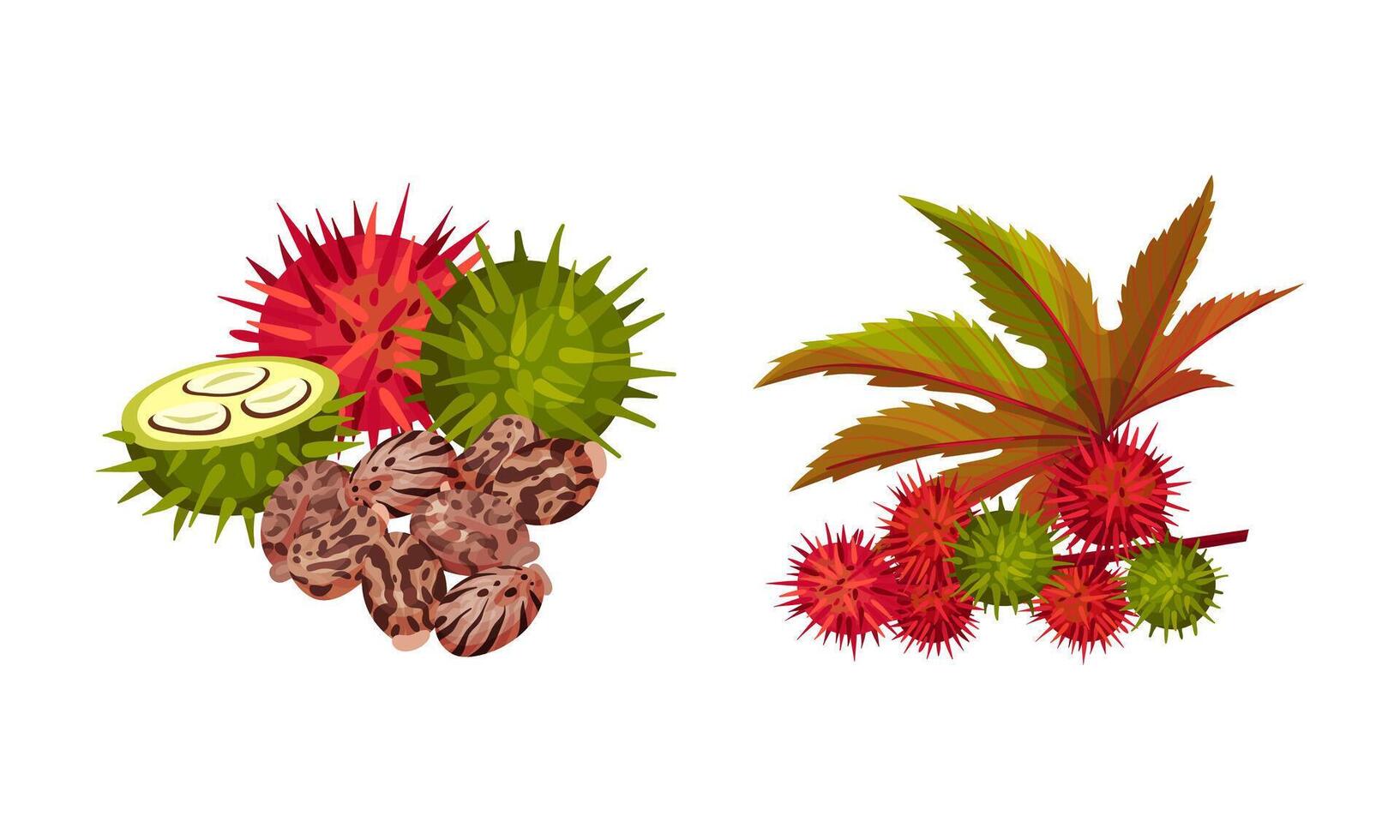 Ripe and unripe rambutan berries and flowers set. Organic tropical exotic fruit illustration vector