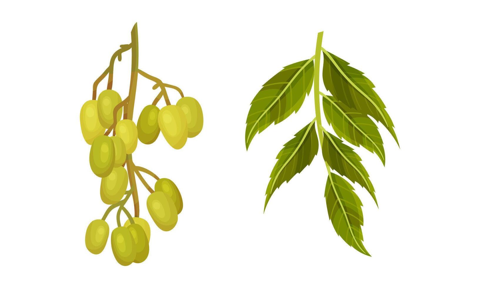 Set of olive tree branches. Organic product, healthy diet illustration vector
