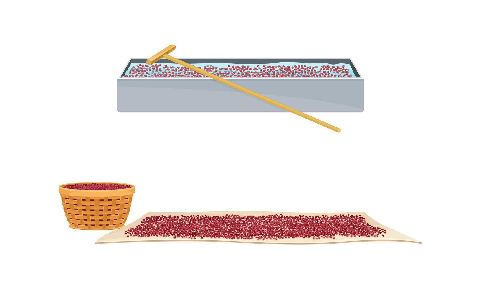 Coffee industry production set. Drying of ripe fruits of coffee tree illustration vector