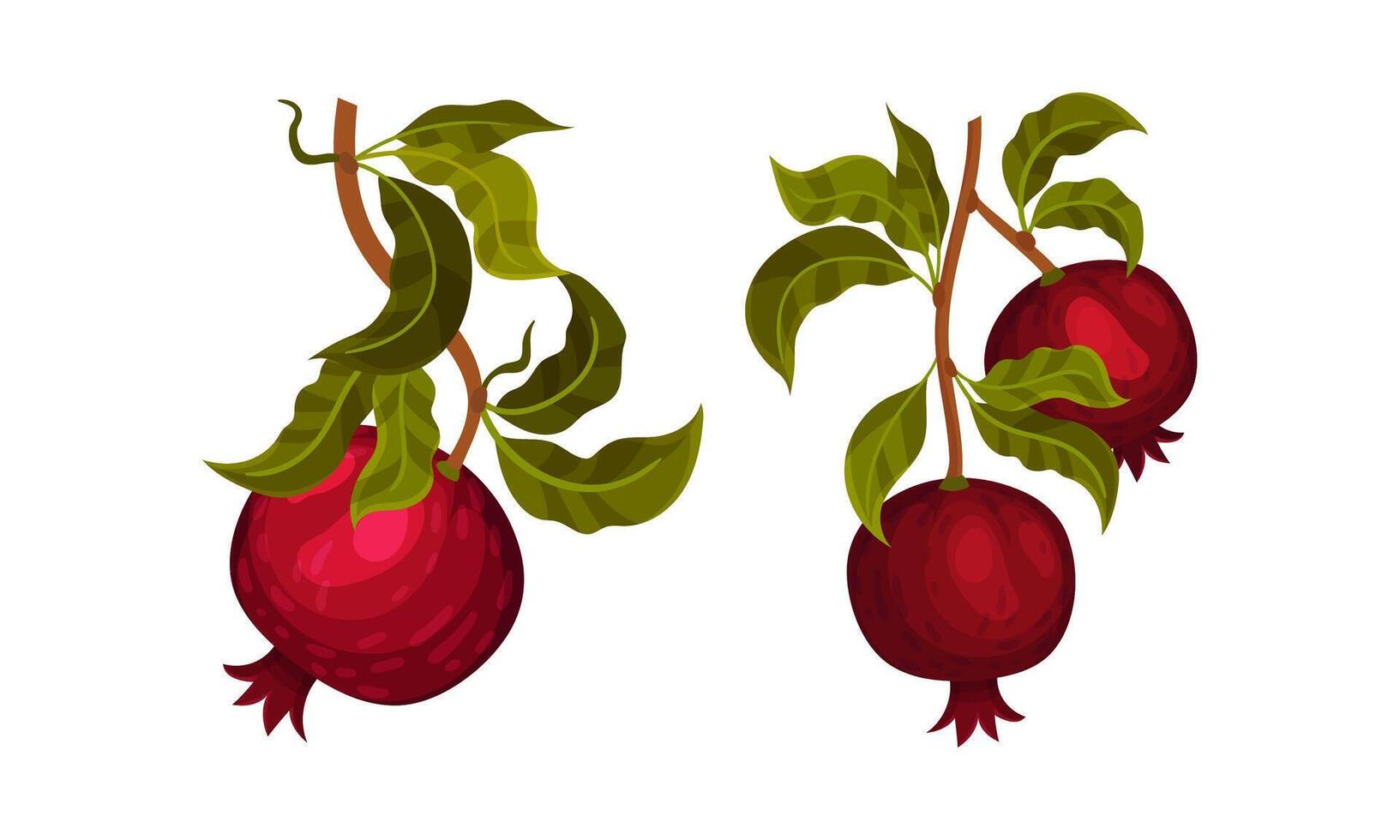 Pomegranate tree branches set. Twigs with green leaves and ripe juicy fruits illustration vector