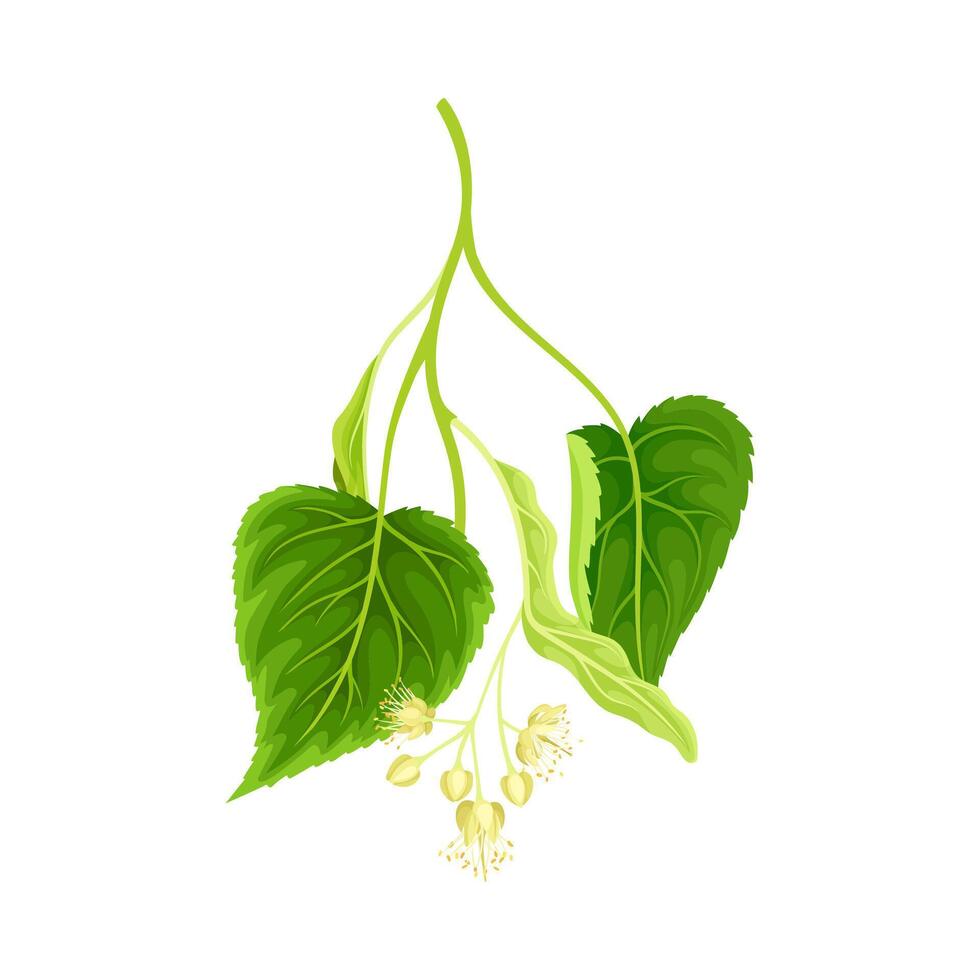 Green twig of linden with young leaves and flowers illustration vector