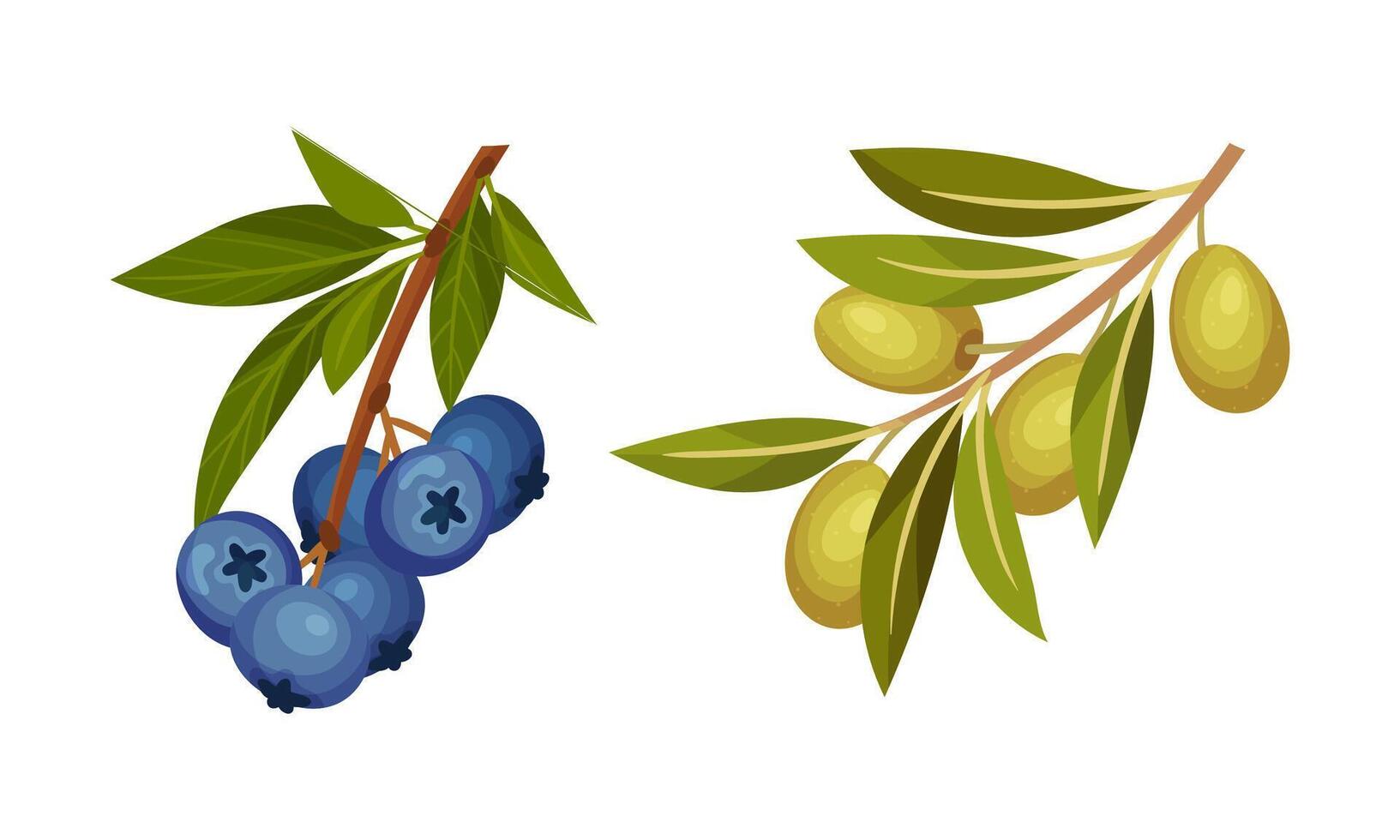 Blueberry and olive tree branches set. Twigs with green leaves and ripe fruits and berries illustration vector