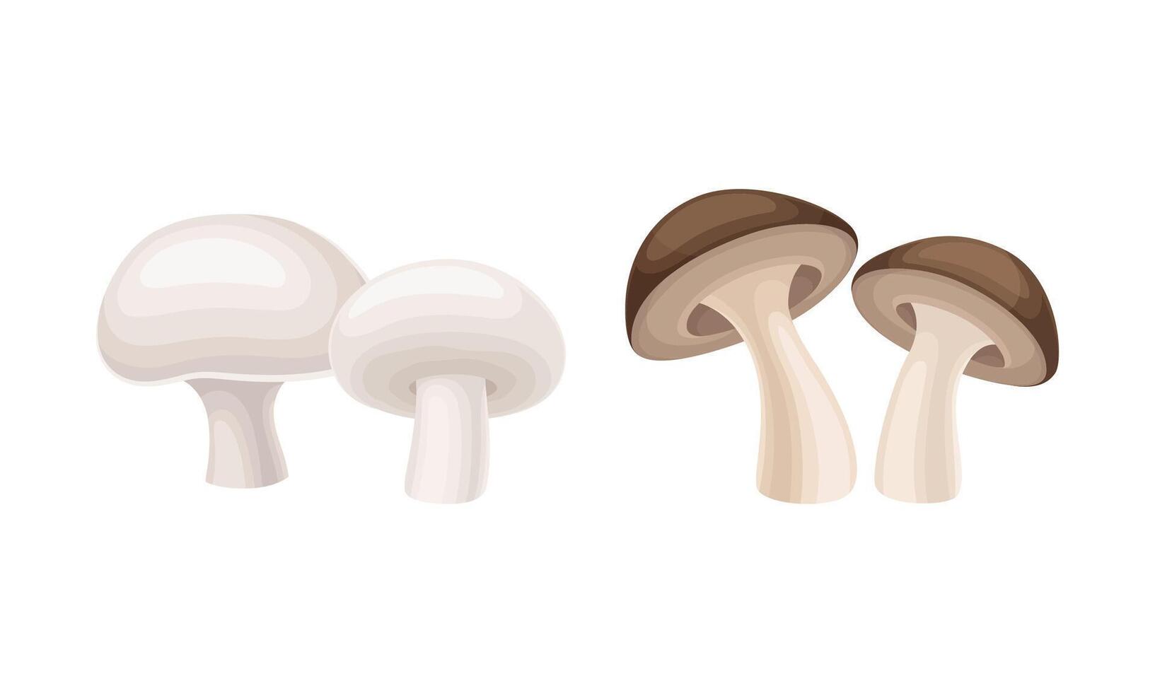 Edible mushrooms species set. Champignon and shiitake mushroom illustration vector