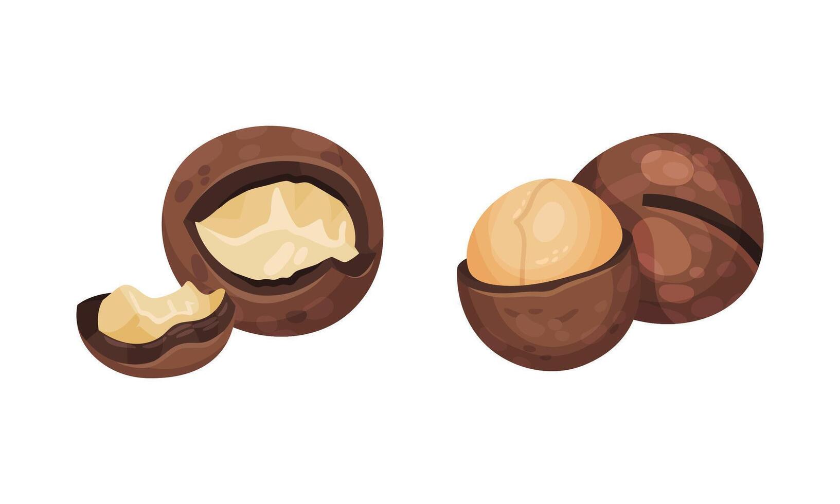 Fresh macadamia nuts set. Organic healthy natural product illustration vector