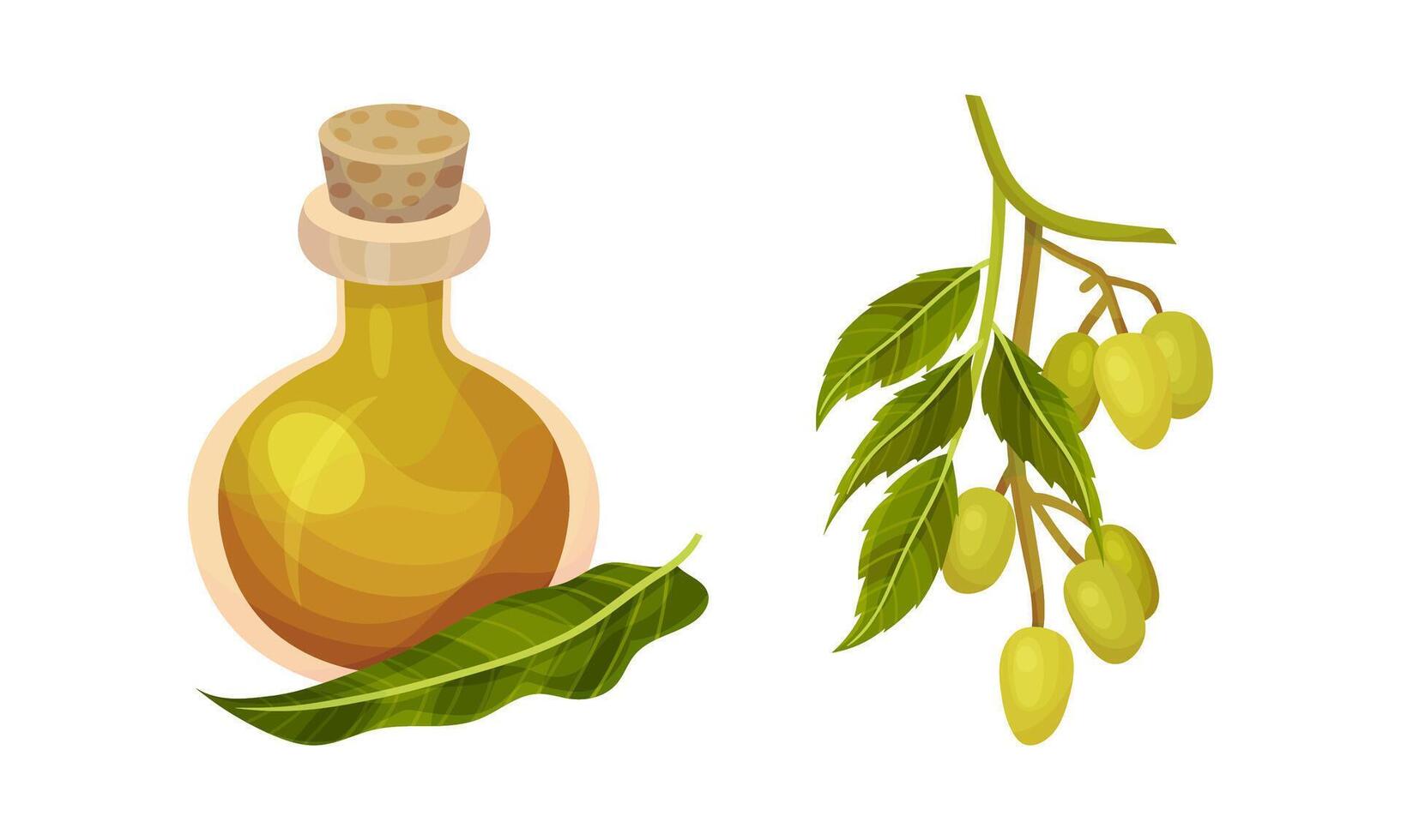 Set of green olive branch and bottle of oil. Organic product, healthy diet illustration vector