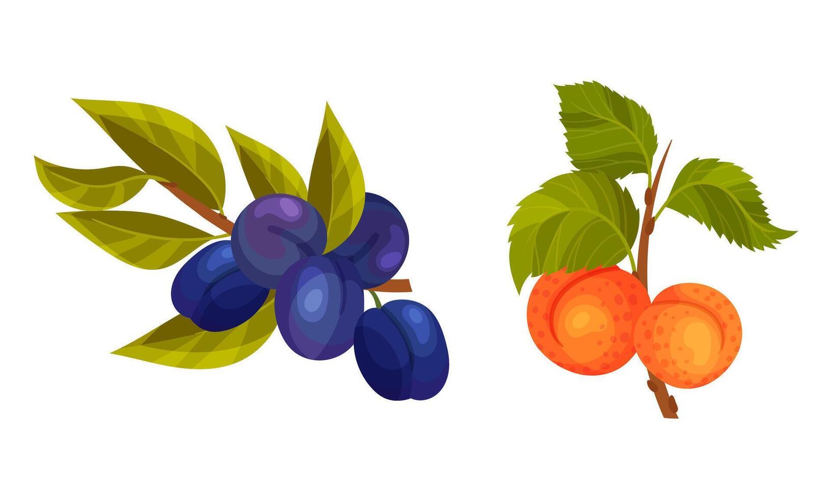 Plum and apricot tree branches set. Twigs with green leaves and ripe juicy fruits illustration vector
