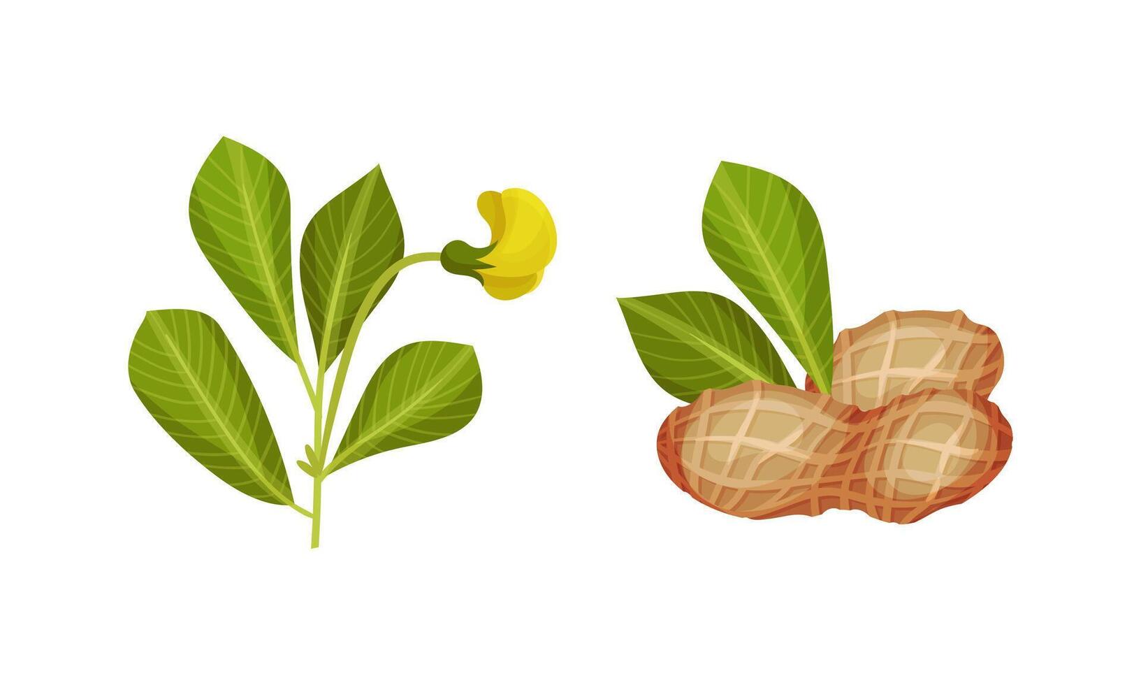 Coffee plant seedlings set. Planting and growing coffee tree illustration vector
