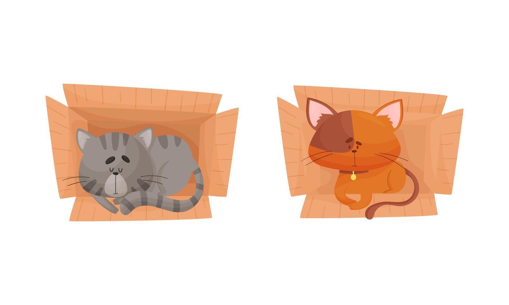 Cute Cat Sitting and Sleeping in Cardboard Box Set vector