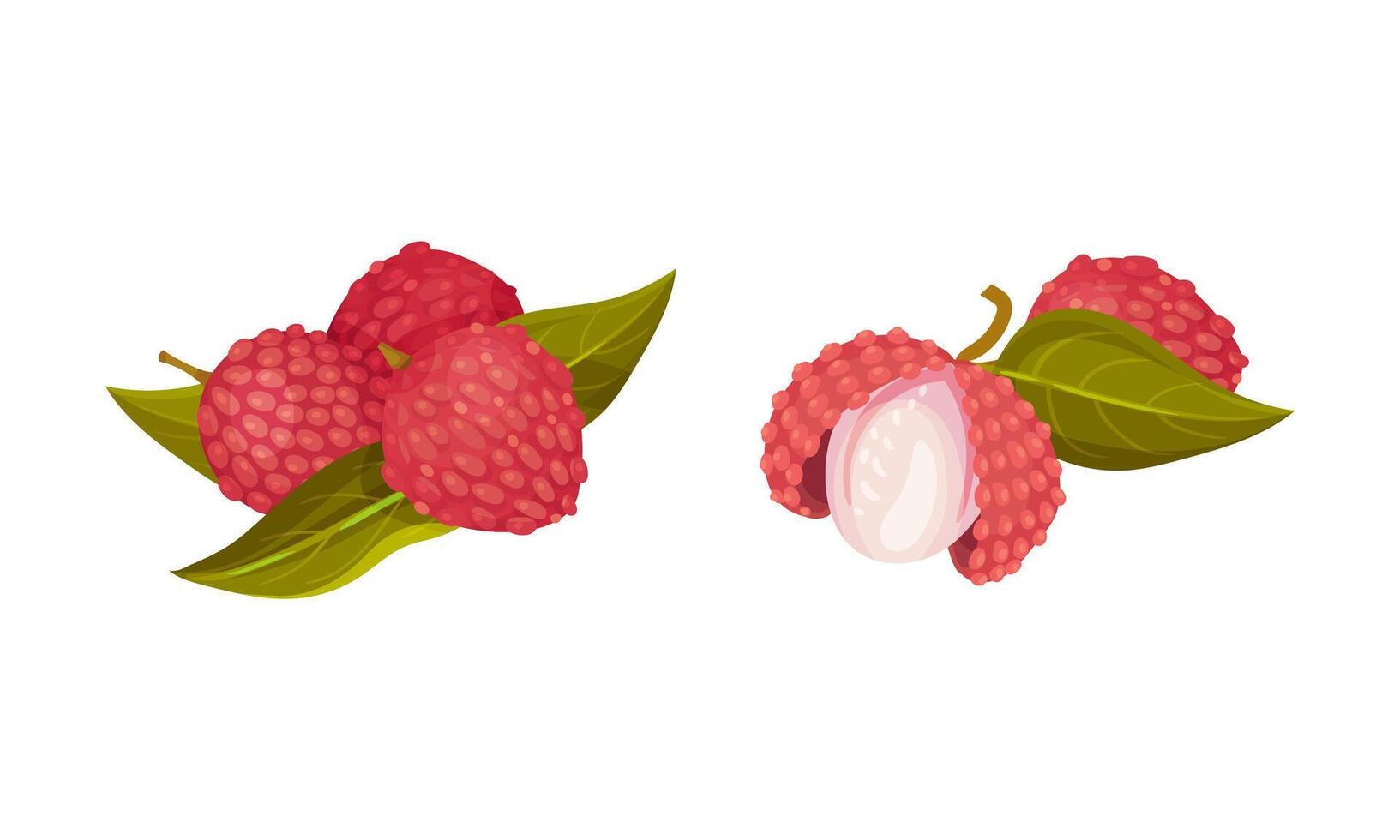 Ripe lychee with green leaves set. Fresh exotic tropical fruit illustration vector