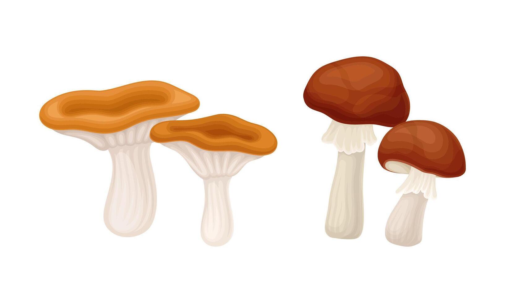 Edible mushrooms species set. Lactarius flexuosus and suillus illustration vector
