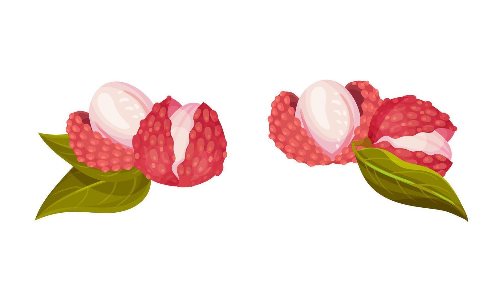 Ripe lychee fruit with leaves set. Whole and peeled fresh exotic tropical fruit illustration vector