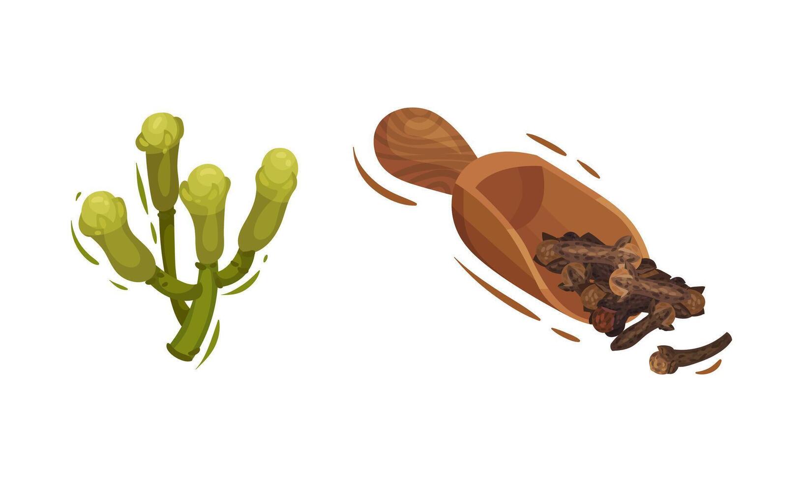 Dried Clove Condiment in Scoop and Green Flower Bud Set vector