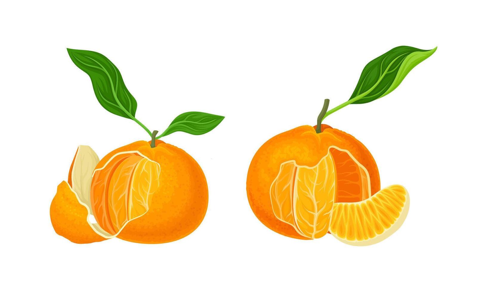 Fresh ripe mandarins with leaves set. Unpeeled and peeled ripe tropical fruits vector