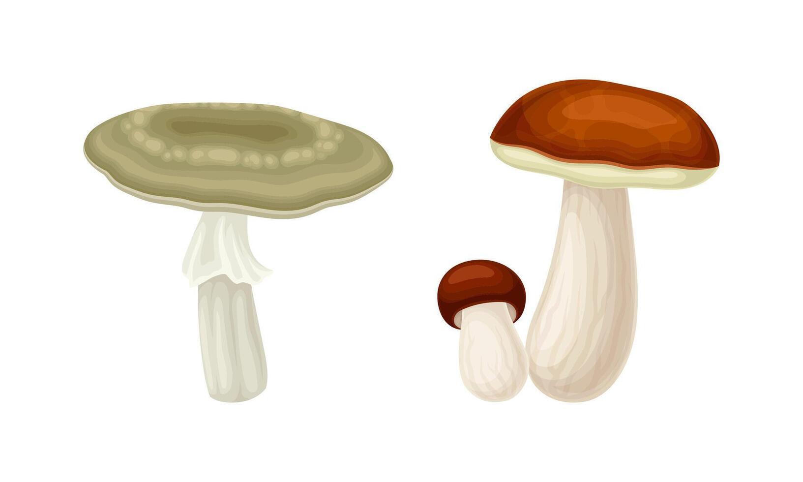 Edible mushrooms species set. Boletus and russula mushroom illustration vector