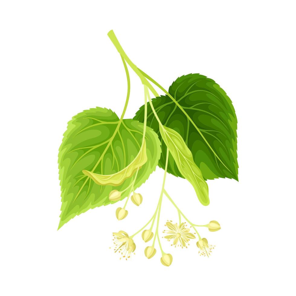 Twig of linden with leaves and flowers. Spring blooming Tilia Cordata tree branch illustration vector