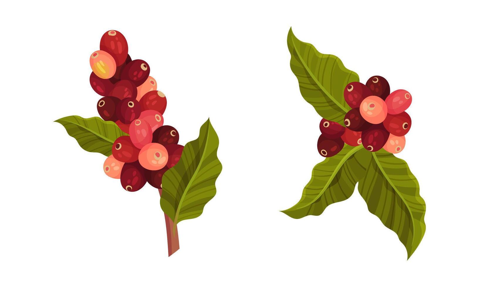 Set of coffee plants twigs with ripe fruits illustration vector