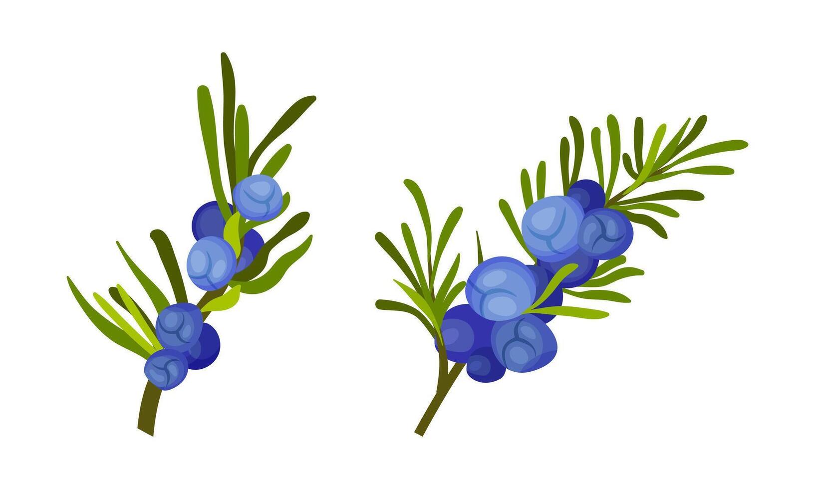 Juniper berry twigs set. Fresh ripe wild berries sprigs illustration vector