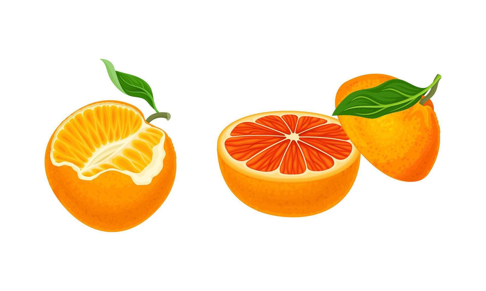 Orange fruit and vegetables set. Fresh ripe mandarin and orange cartoon illustration vector