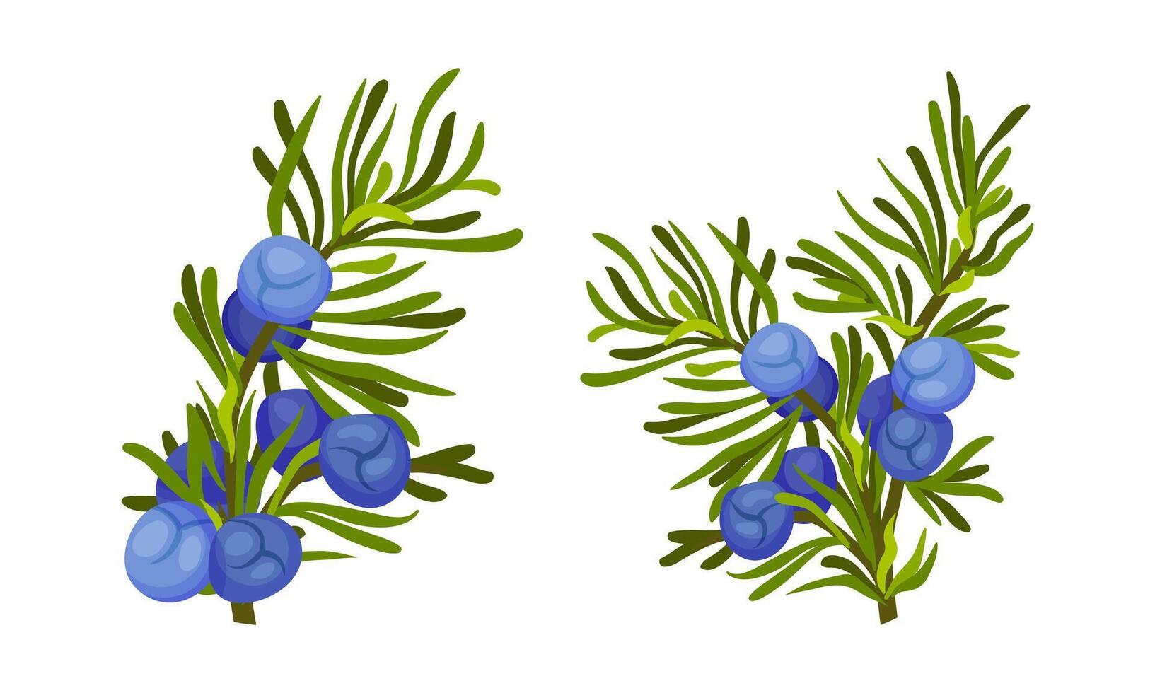 Juniper berry twigs set. Fresh ripe wild wild berries, medical herb ingredient illustration vector