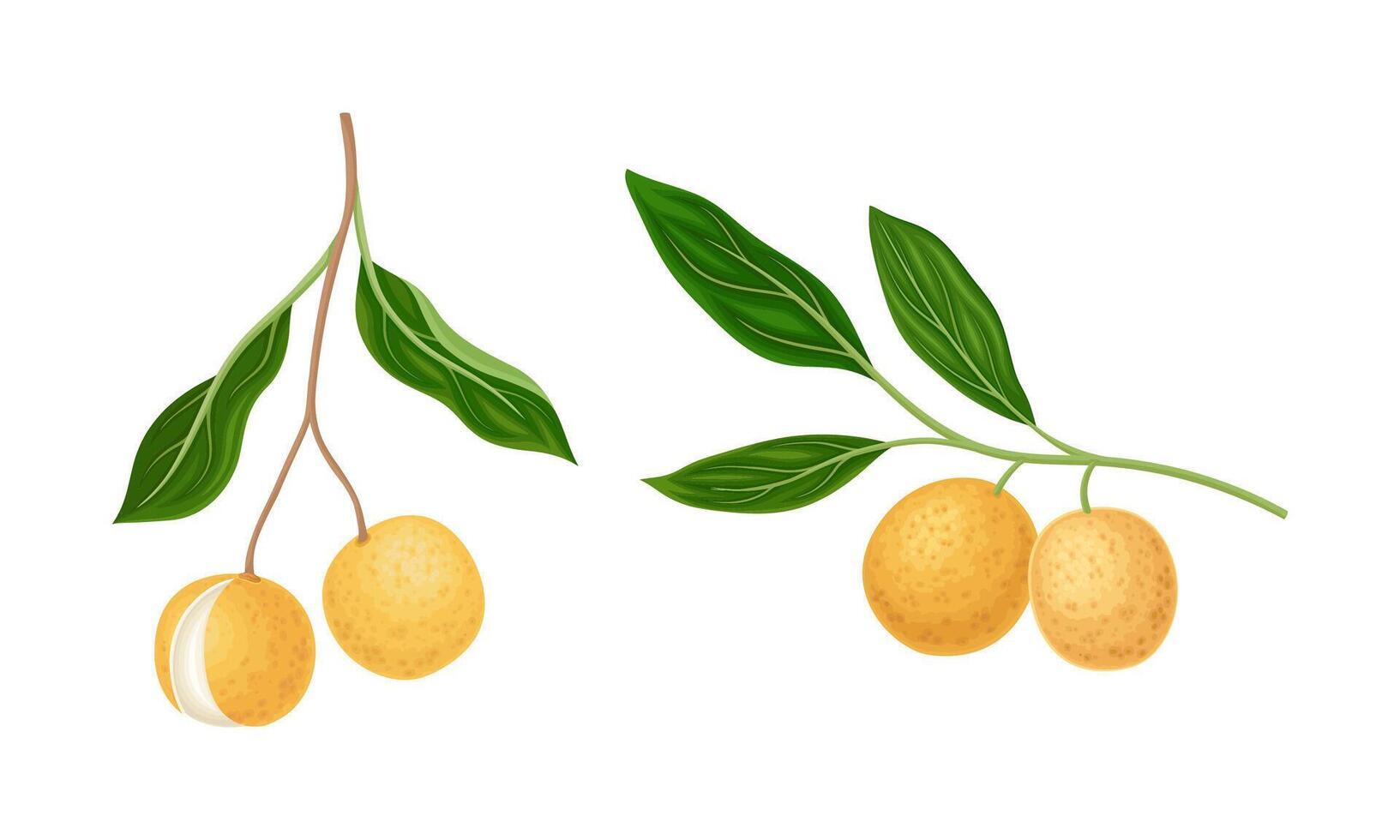 Longan fruits on branches set. Whole tropical fruit illustration vector
